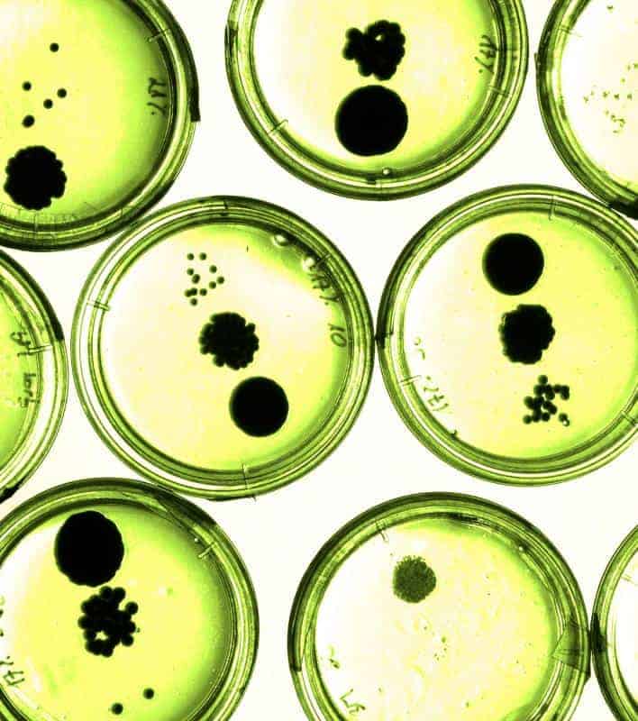 Análise microbiológica do ar — culturas em placas de Petri conforme RE 09 ANVISA